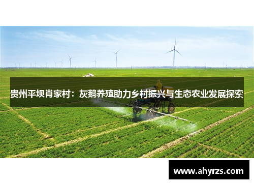 贵州平坝肖家村：灰鹅养殖助力乡村振兴与生态农业发展探索